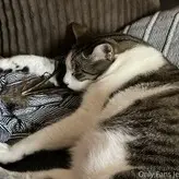 Zendenjen nude #0003